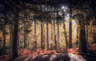 森林 树木 草地 落叶 风景图片