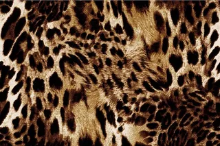 豹纹图片