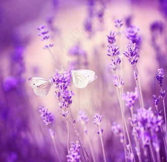 薰衣草 唯美 紫色薰衣草 风景图片 薰衣草 唯美 紫色薰衣草 风景图片