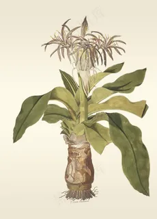 卧室 植物 装饰画图片 卧室 植物 装饰画图片