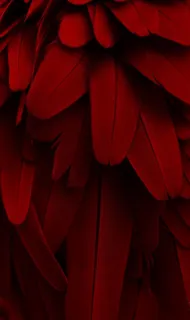 红色羽毛背景大图图片 红色羽毛背景大图图片