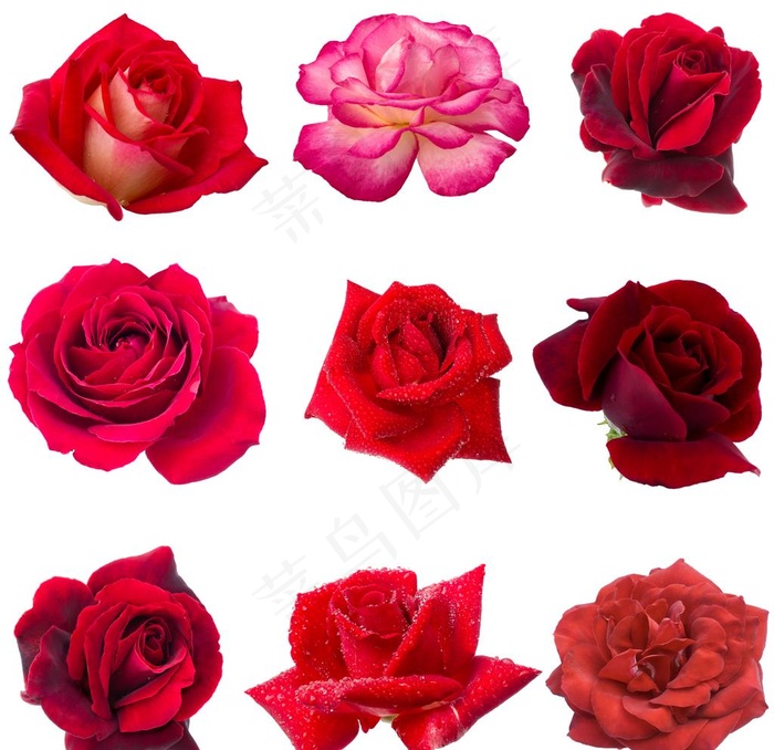 玫瑰花图片
