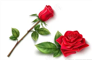 玫瑰花图片