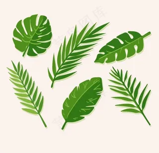 热带树叶图片