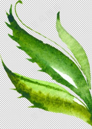 水彩手绘花卉花朵植物图片