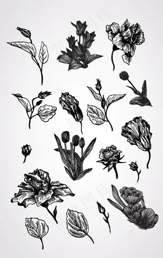 黑白花卉花朵图片