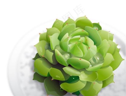 绿色植物多肉图片