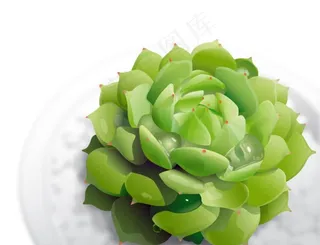 绿色植物多肉图片