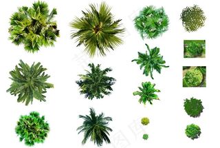 平面树图标单图图片