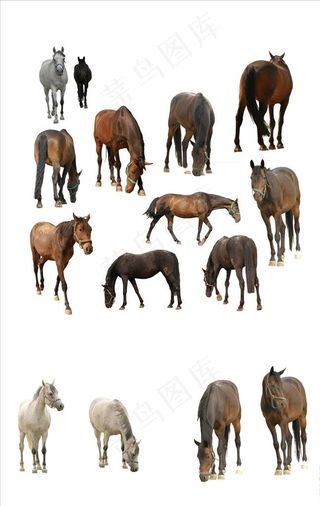高清免抠png真实的马素材图片