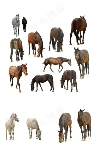 高清免抠png真实的马素材图片