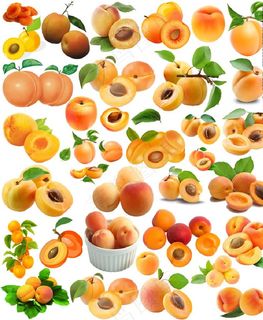 杏子图片 杏子图片