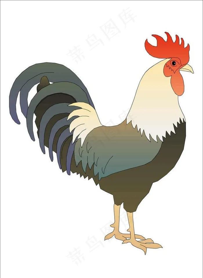 公鸡图片