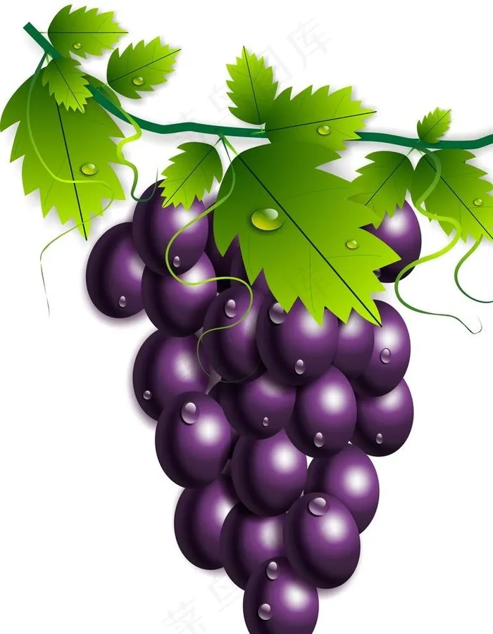 葡萄图片cdr矢量模版下载
