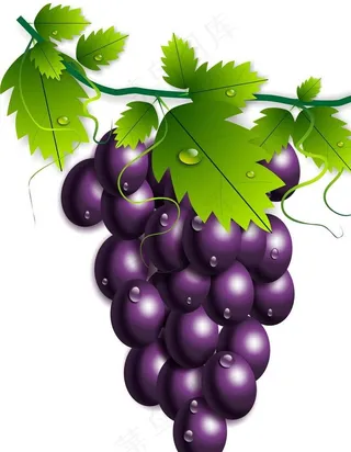 葡萄图片