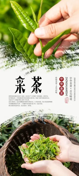 采茶海报图片 采茶海报图片