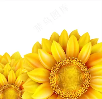 向日葵图片