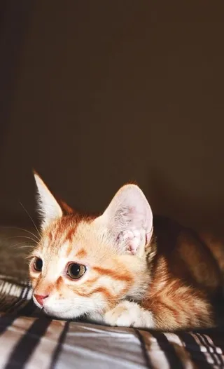 家有一喵（喵咪）图片