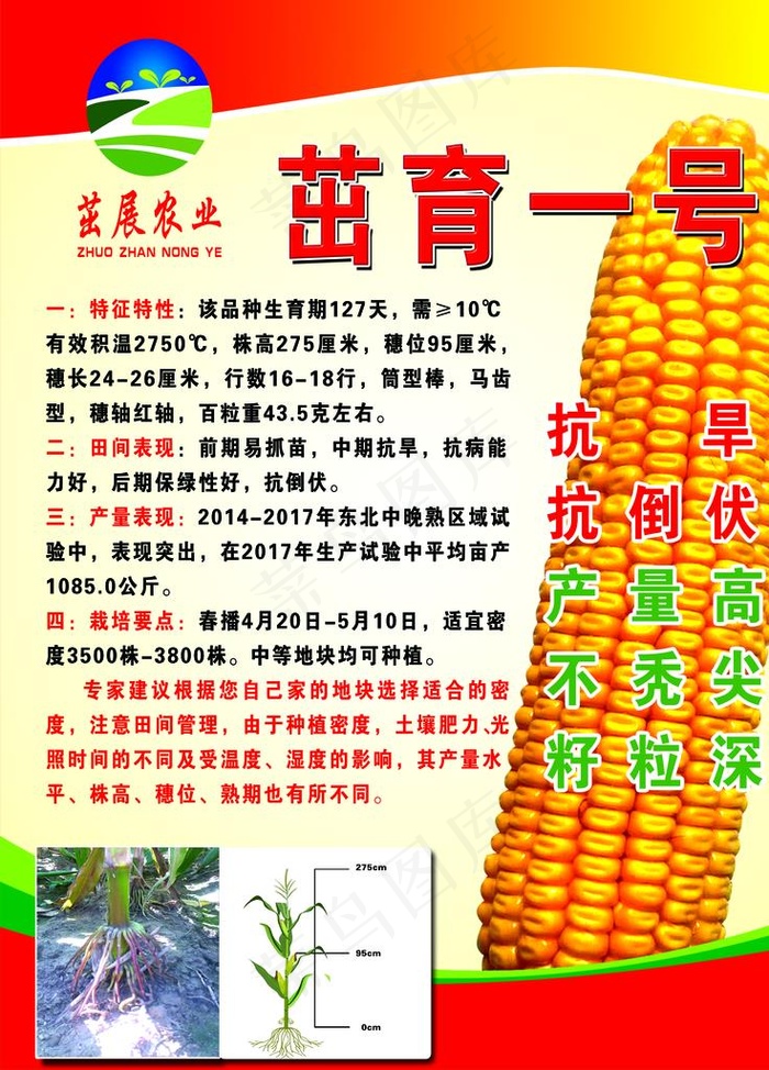 玉米海报图片(3543X4724(DPI:100))psd模版下载