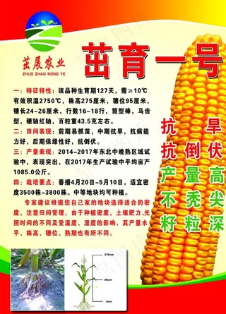 玉米海报图片