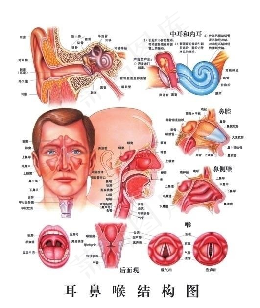 耳鼻喉结构图图片cdr矢量模版下载