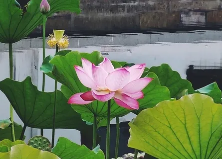 荷花图片 荷花图片