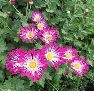 粉色菊花花卉图片