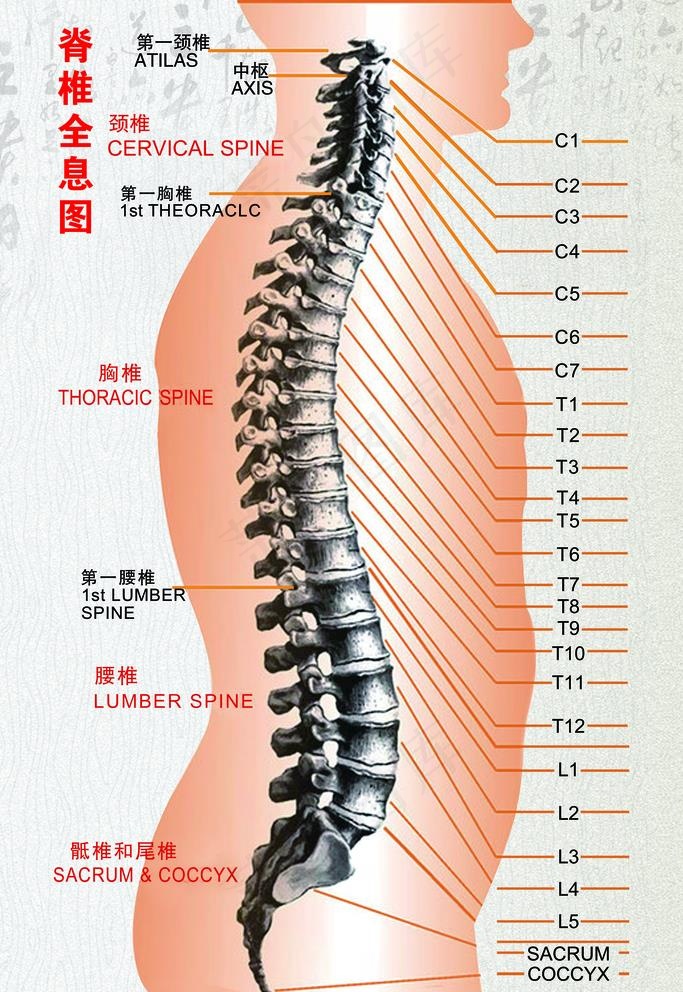 脊椎全息图图片(3543X5315(DPI:150))psd模版下载