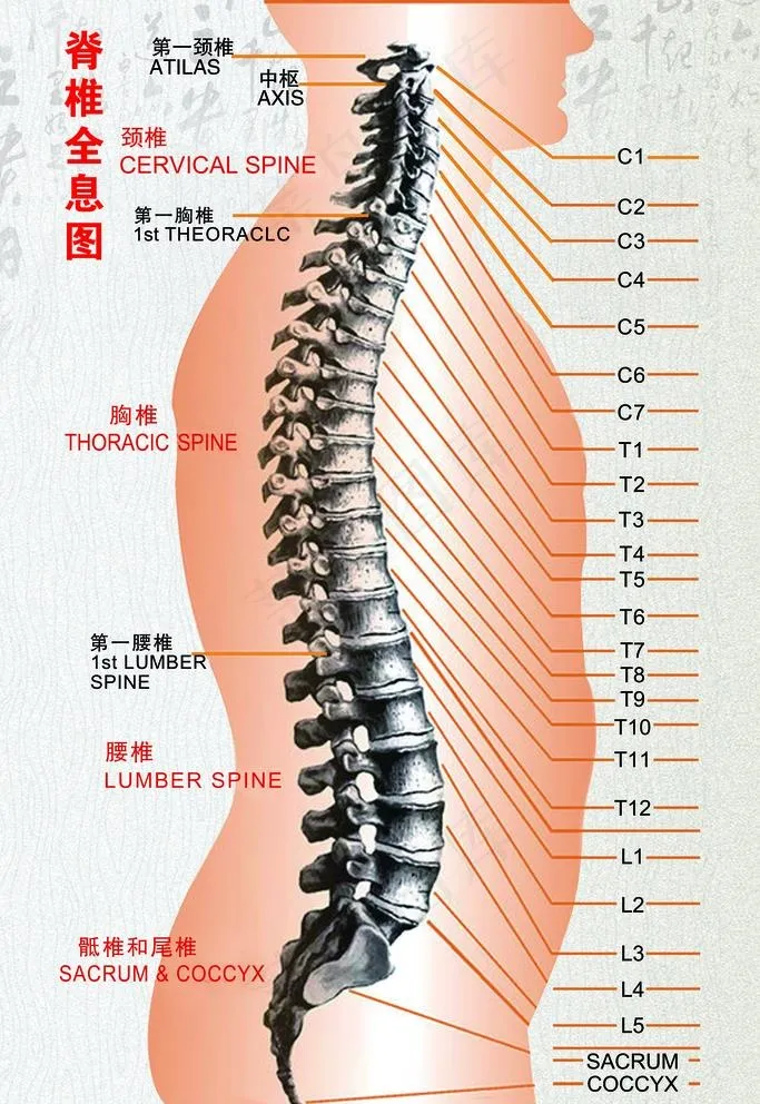 脊椎全息图图片(3543X5315(DPI:150))psd模版下载