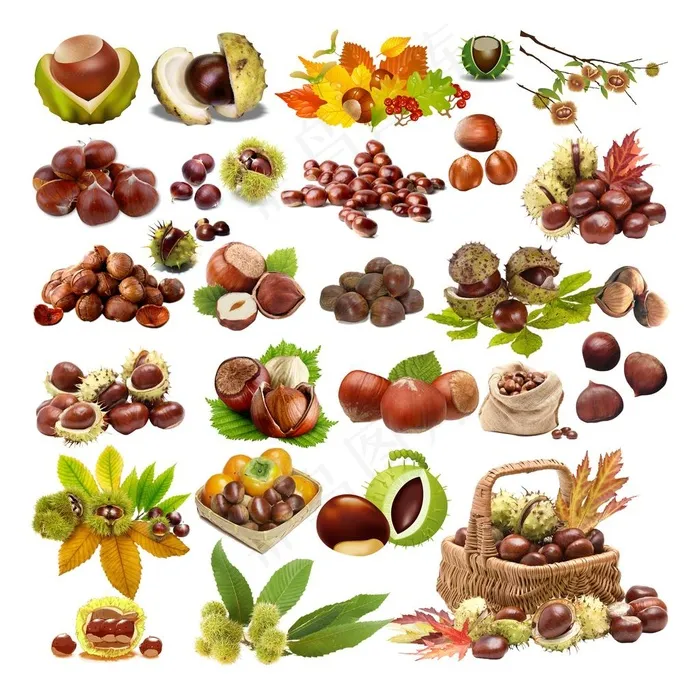 板栗图片(10876X10876(DPI:200))psd模版下载