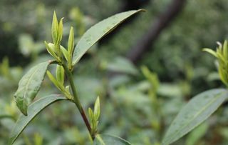 龙井茶 越乡龙井图片