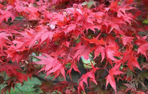 枫叶枫树枫林深秋图片背景