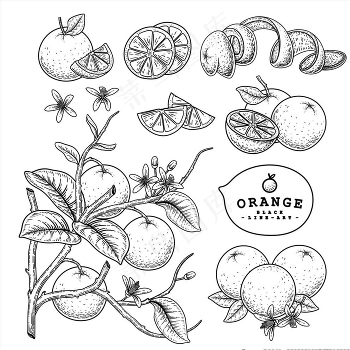 手绘桔子插画图片ai矢量模版下载