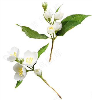 免扣花朵PSD图片