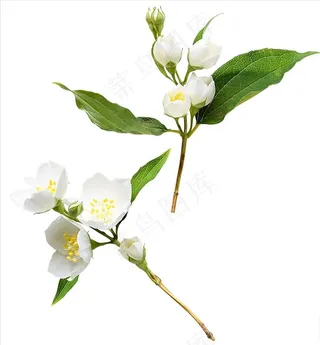 免扣花朵PSD图片