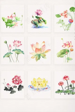 荷花 莲花 荷花素材 荷花元素图片