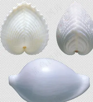 贝壳图片