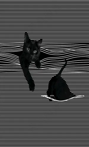 猫咪 数码印花图片