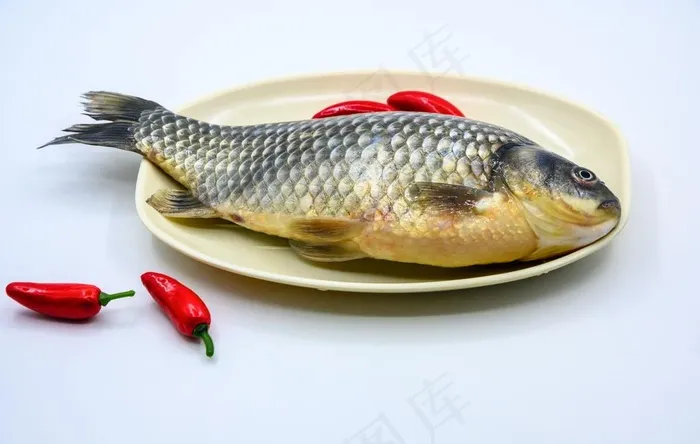鲫鱼图片