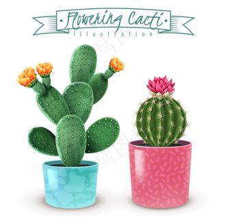 盆栽 植物 摆件图片