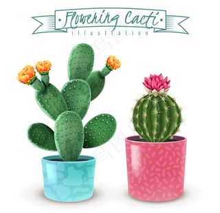 盆栽 植物 摆件图片