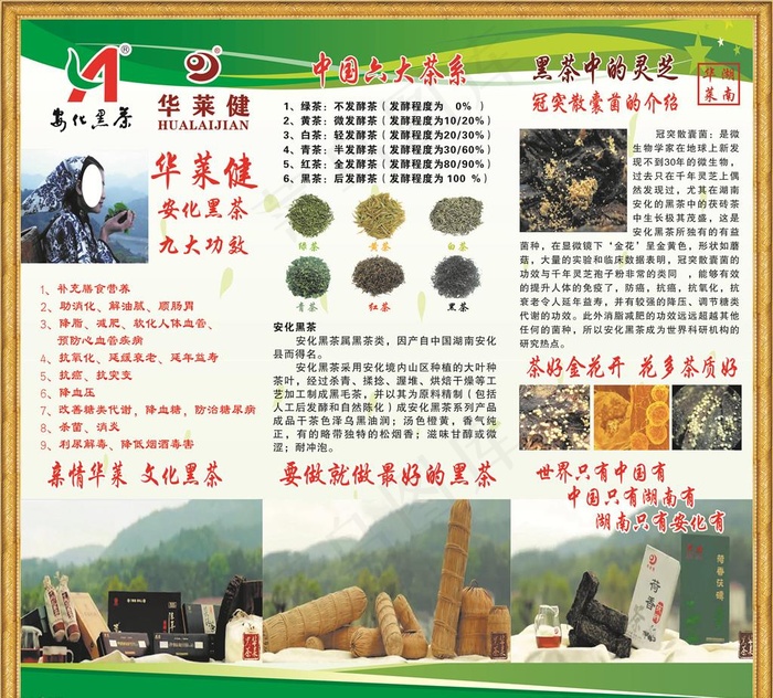 华莱健 安化黑茶展板图片