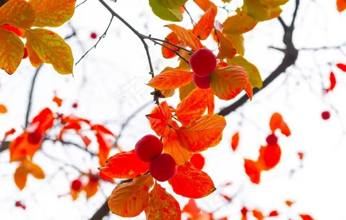 西安临潼火晶柿子图片