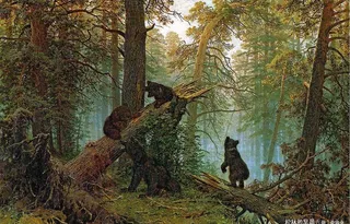 松林的早晨图片