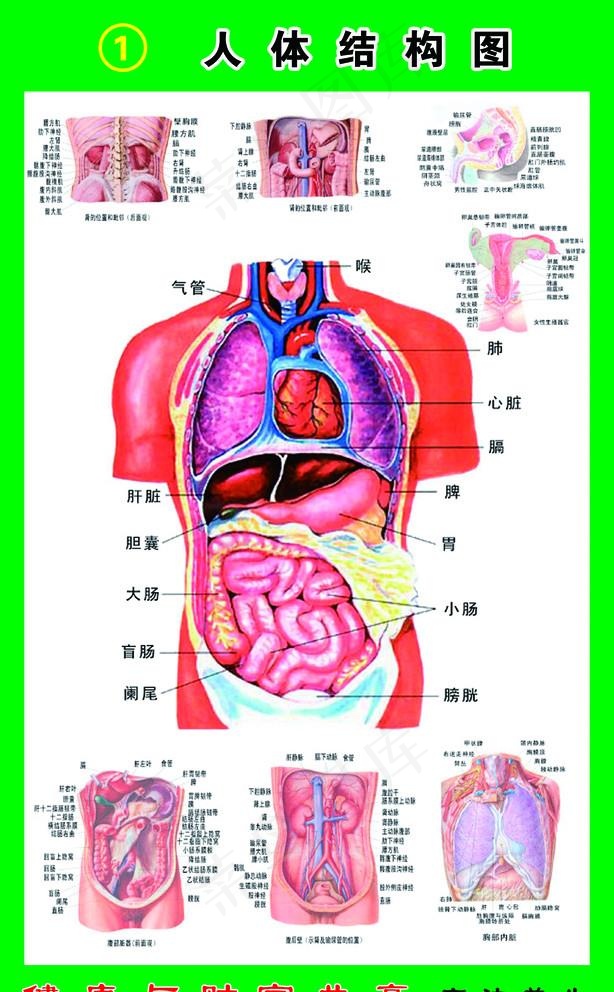 人体结构图图片