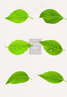 叶子图片