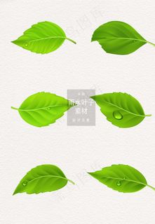 叶子图片 叶子图片