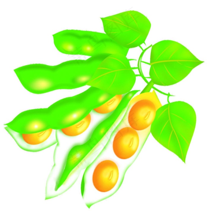 大豆 黄豆图片