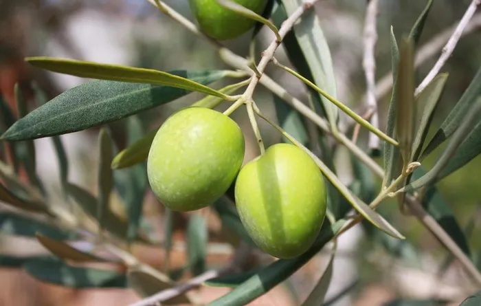 橄榄青果山榄忠果橄榄树图片