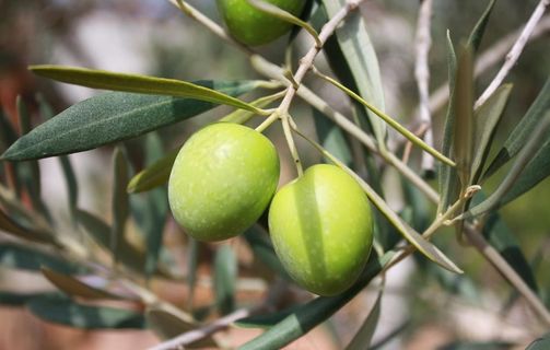 橄榄青果山榄忠果橄榄树图片